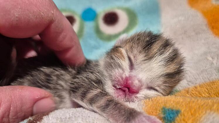 Tierheim Nürnberg: Muss Babykatze sterben?