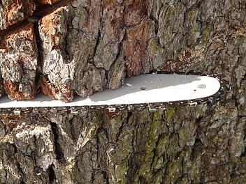 Holz fällen, Baum absägen