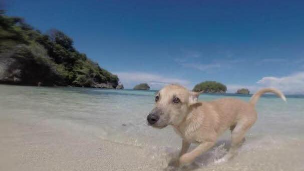 Buddy tobt im Wasser am Strand von Manila.