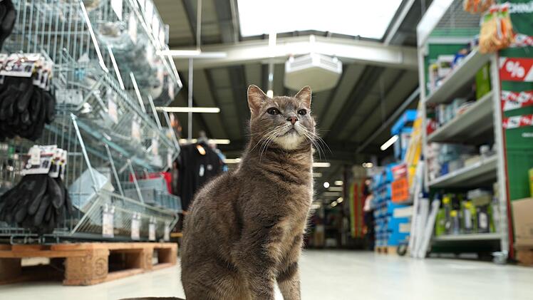 Katze "Lotti" lebt in Baumarkt