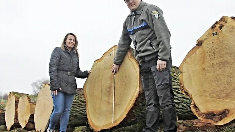 Der Meterstab von Förster Jürgen Schafhauser (rechts) reicht nicht aus, um den Durchmesser dieser Eiche, sie hat 2,71 Festmeter, zu messen. FBG-Geschäftsführerin Birgitt Ulrich (links) hofft auf gute Angebote für die aufgelegten Hölzer.  Foto: Helmut Will