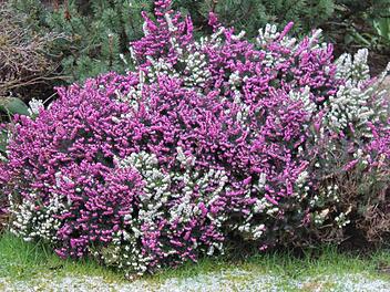 Eine blühende Schneeheide. Foto: Jupp Schröder