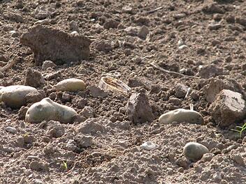 Diese bizarr geformten Kartoffeln  wurden nach der Ernte auf einem Acker bei Segnitz liegen gelassen.  Foto: privat