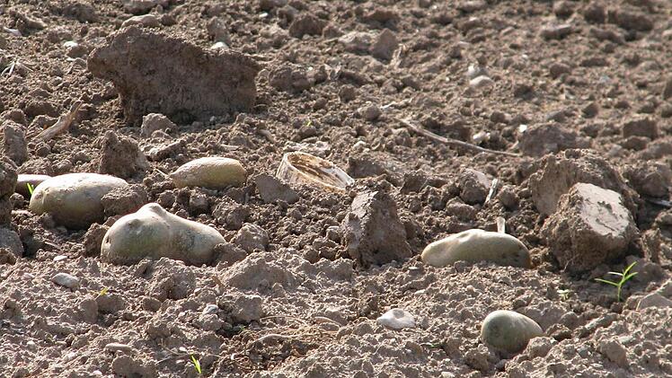 Diese bizarr geformten Kartoffeln  wurden nach der Ernte auf einem Acker bei Segnitz liegen gelassen.  Foto: privat