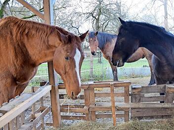 Pferde, die auf den Itzgrundhof kommen, werden nicht mehr weiter vermittelt. Sie genießen hier die letzten Jahre ihres Lebens. Oft sind es mehr als gedacht. Fotos: Rainer Lutz