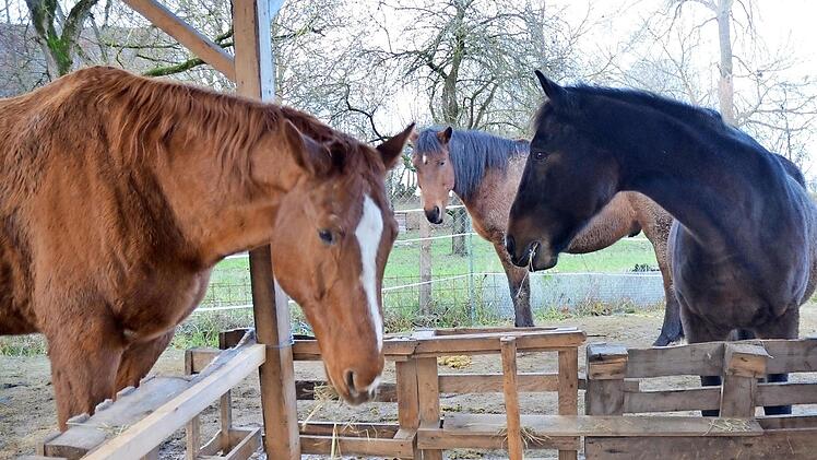 Pferde, die auf den Itzgrundhof kommen, werden nicht mehr weiter vermittelt. Sie genießen hier die letzten Jahre ihres Lebens. Oft sind es mehr als gedacht. Fotos: Rainer Lutz