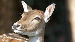 Zehn Jahre lang hatte das Team der Tierschutzinitiative die Damwildkuh "Schnucki" betreut. Foto: Britta Merkel