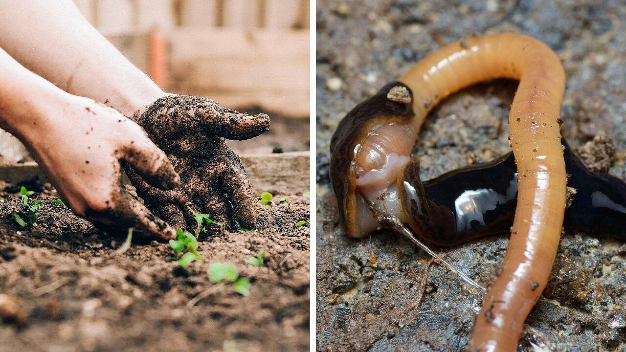 Grtner verzweifelt: Invasiver Wurm breitet sich in Deutschland aus