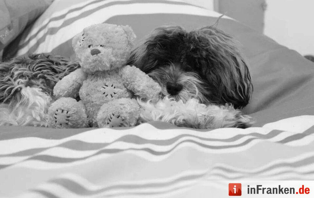 Auf den Hund gekommen: Die schönsten fränkischen Hunde unserer Nutzer