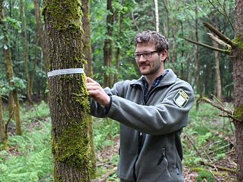 Forstoberinspektor Jan Rebele kennzeichnet eine Eiche als Zukunftsbaum.  Die danebenstehende Kiefer soll entnommen werden, damit sich die Eiche besser entwickeln kann.  Foto:  AELF Bamberg