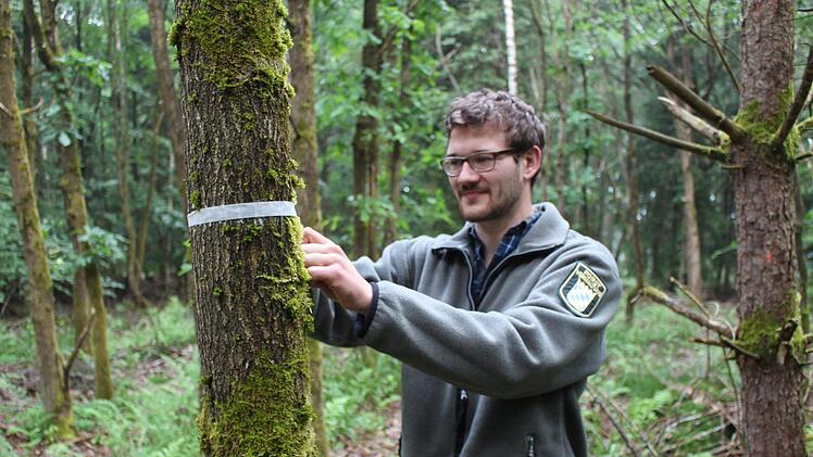Forstoberinspektor Jan Rebele kennzeichnet eine Eiche als Zukunftsbaum.  Die danebenstehende Kiefer soll entnommen werden, damit sich die Eiche besser entwickeln kann.  Foto:  AELF Bamberg