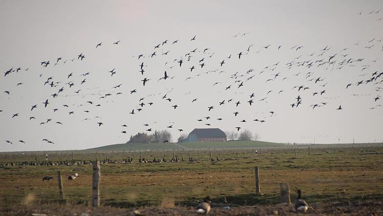 Hallig-Impressionen. Diana Fuchs