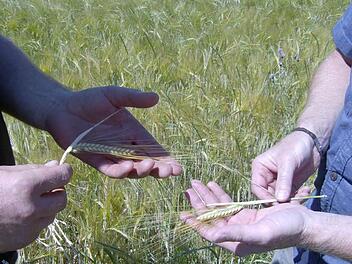 In der Fränkischen Schweiz gedeiht die Gerste auch in diesem Jahr prächtig.  Fotos: Petra Malbrich
