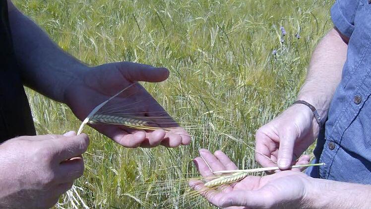 In der Fränkischen Schweiz gedeiht die Gerste auch in diesem Jahr prächtig.  Fotos: Petra Malbrich