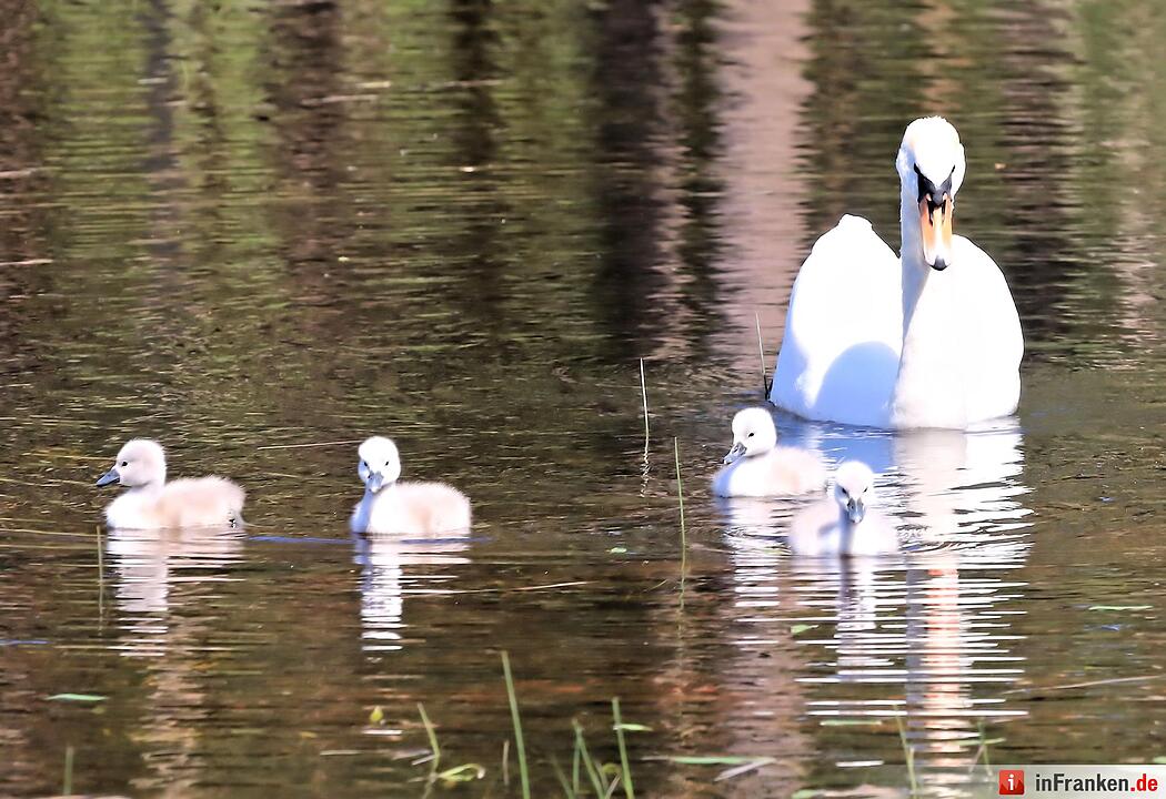 Schwanennachwuchs in Pommersfelden
