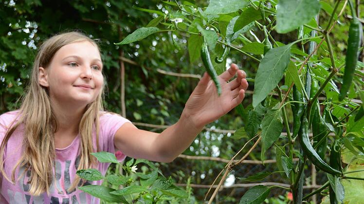 Kann man die Peperoni schon essen? Celina probiert eine und beschließt: Sie wartet lieber noch, bis die Früchte rot und nicht nur scharf, sondern auch ein bisschen süß sind. Foto: Dagmar Besand