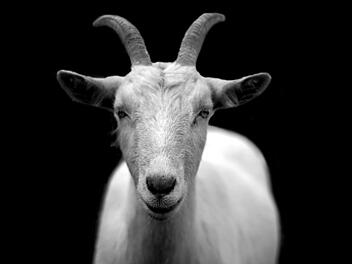 Ziegenbock