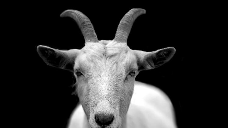 Ziegenbock
