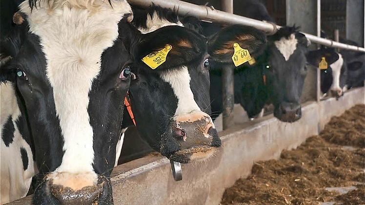 Der Milchviehbetrieb von Bruno Adrio und seinem Sohn Florian gehört zu den größten im Landkreis Bad Kissingen. Foto: Gerd Schaar