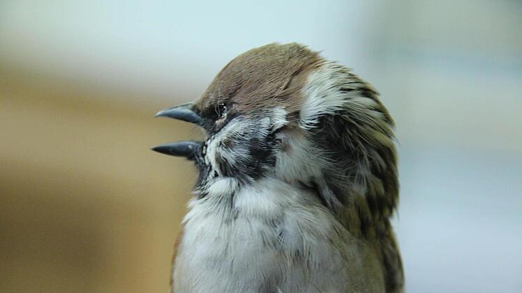 Noch keine Schokoladenseite.