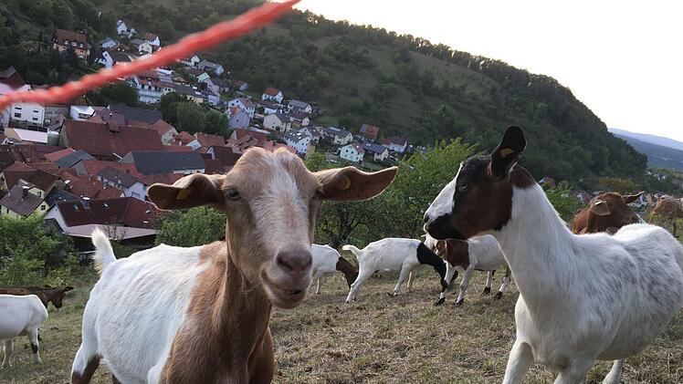 Ziegen leisten einen großen Beitrag zum Landschaftsschutz, wenn sie allerdings Weinbergsmauern und Böschungen beschädigen oder Obstbäume entrinden, ärgert das Grundstücksbesitzer. Foto: Ralf Ruppert
