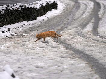 Lass deinen Ex kastrieren": Tierheim Bamberg mit skurriler Aktion