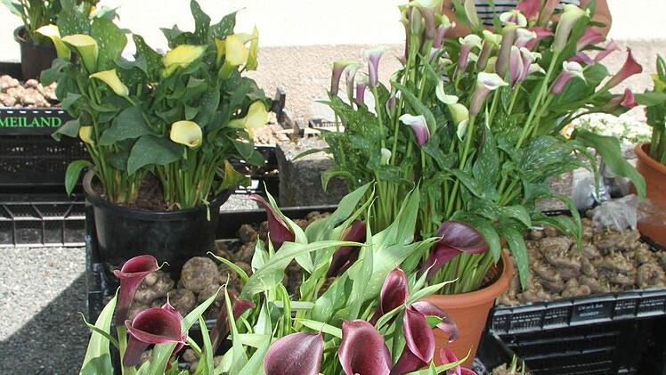 Pien Stins ist mit ihren seltenen Callas eigens aus Holland angereist. Sie zieht die Callas selbst. Foto: Sonja Adam