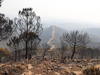 Waldbrand in Spanien