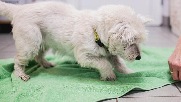 Terrier "Paula" Foto: Tierheim Forchheim