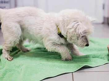 Terrier "Paula" Foto: Tierheim Forchheim