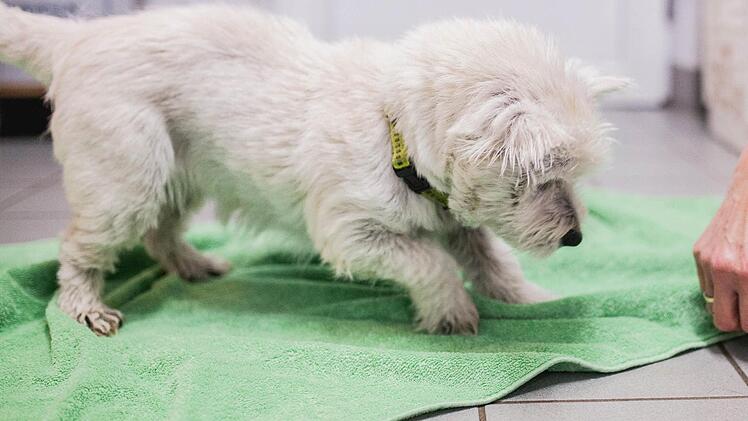 Terrier "Paula" Foto: Tierheim Forchheim