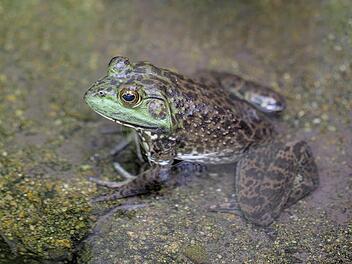 Vorsicht auf W&uuml;rzburger Stra&szlig;en: Amphibien wandern wieder
