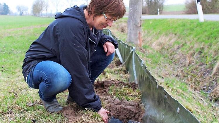 Jeden Morgen kontrolliert Barbara Heinlein die Eimer vor dem Krötenzaun zwischen Haig und Gundelsdorf. Und rettet die Kröten damit vor dem Tod auf der nebenan gelegenen Straße. Foto: Lisa Kieslinger