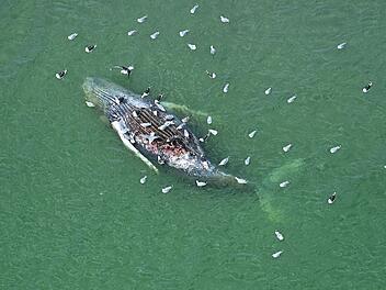 Toter Wal vor d&auml;nischer Insel Anholt entdeckt