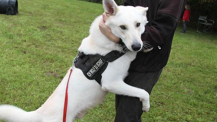 Der weiße Schäferhund Kimba und sein Herrchen beherrschen den Hindernisparcours und zeigten Agility-Sportvorführungen. Foto: Sonja Adam