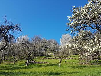 Wunderschön, die Baumblüte bei Aura.  Aber Streuobstbäume müssen regelmäßig geschnitten werden. Dies ist am Hang eine schwere Arbeit.