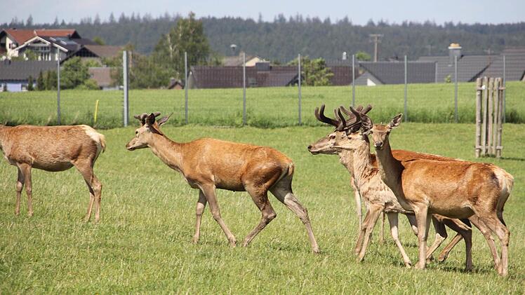 Foto: Friedwald Schedel