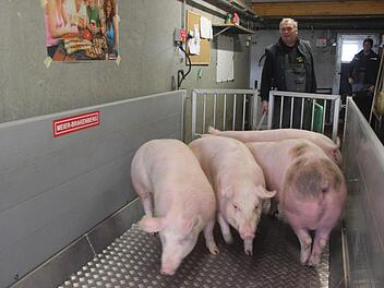 Hubert Diller bringt die schlachtreifen Tiere auf die große Waage am Stallausgang. Die Schweine sind blitzsauber. Das rechte hat eine dunkle Verfärbung auf der rosa Haut, die völlig unbedenklich ist. Foto: Friedwald Schedel