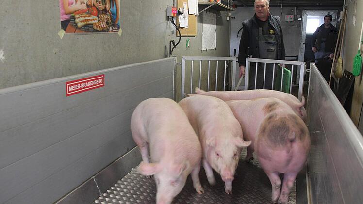 Hubert Diller bringt die schlachtreifen Tiere auf die große Waage am Stallausgang. Die Schweine sind blitzsauber. Das rechte hat eine dunkle Verfärbung auf der rosa Haut, die völlig unbedenklich ist. Foto: Friedwald Schedel