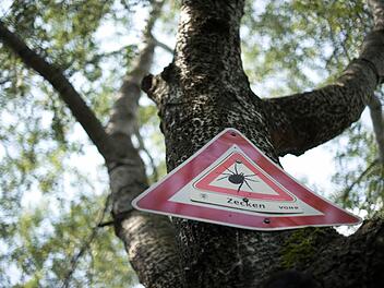 Der Irrtum hält sich beständig, doch: Zecken lassen sich nicht etwa von Bäumen fallen, sondern lauern in Büschen und auf Gräsern auf ihre Opfer, die sie anzapfen und ansaugen.  Foto: Jochen Lübke/dpa