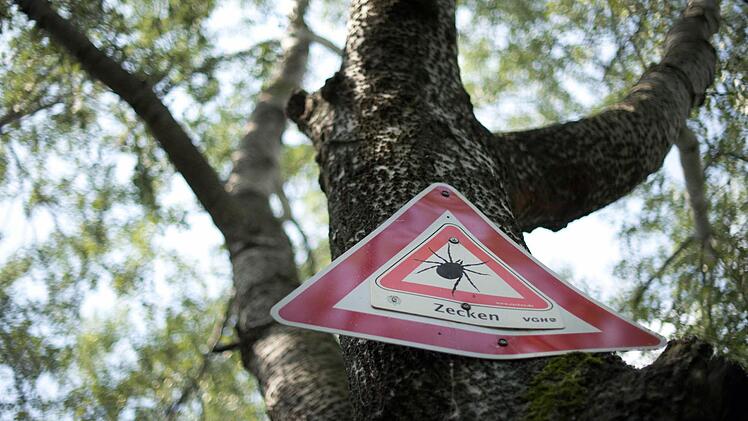 Der Irrtum hält sich beständig, doch: Zecken lassen sich nicht etwa von Bäumen fallen, sondern lauern in Büschen und auf Gräsern auf ihre Opfer, die sie anzapfen und ansaugen.  Foto: Jochen Lübke/dpa