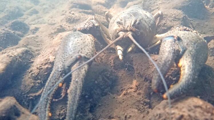 Nächstes Jahr werden die Krebse in Oberfranken gezählt. Auch im Esbacher See wird geprüft, ob die Bestände rückläufig sind. Foto: Archiv