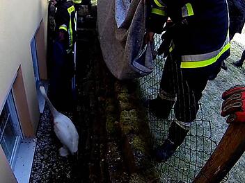 Mit Decken wurde der Schwan eingefangen. Foto: Feuerwehr Hallstadt