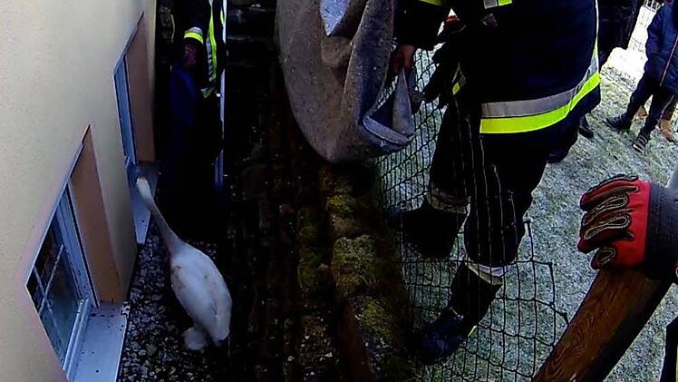 Mit Decken wurde der Schwan eingefangen. Foto: Feuerwehr Hallstadt