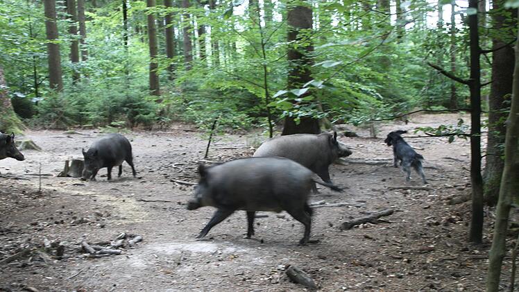 Jagdhund "Anni" im Einsatz Foto: Carmen Schwind