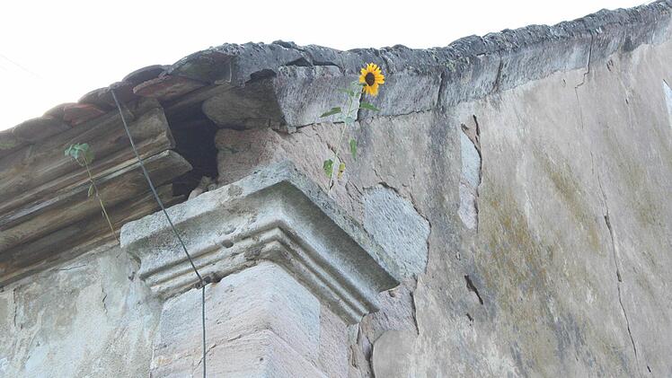 Auch das ist Kieferndorf: Eine Sonnenblume blüht einsam hoch oben auf dem Gesims einer alten Scheune