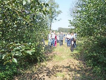Die Erfahrungen mit einem Energiewald der LWF nahe Waldsachsen ermutigen die Stadträte bei ihrer Besichtigung (großes Foto), über diese Form der Nutzung auf eigenen Flächen nachzudenken. 2005 wurde die Versuchsfläche noch in Handarbeit abgeerntet (rechts unten), 2017 kamen moderne Erntemaschinen zum Einsatz (links). Fotos: Rainer Lutz/Berthold Köhler