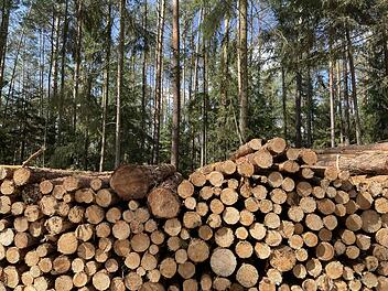 Forchheim: Burker Wald in Kürze gesperrt - Lebensgefahr droht