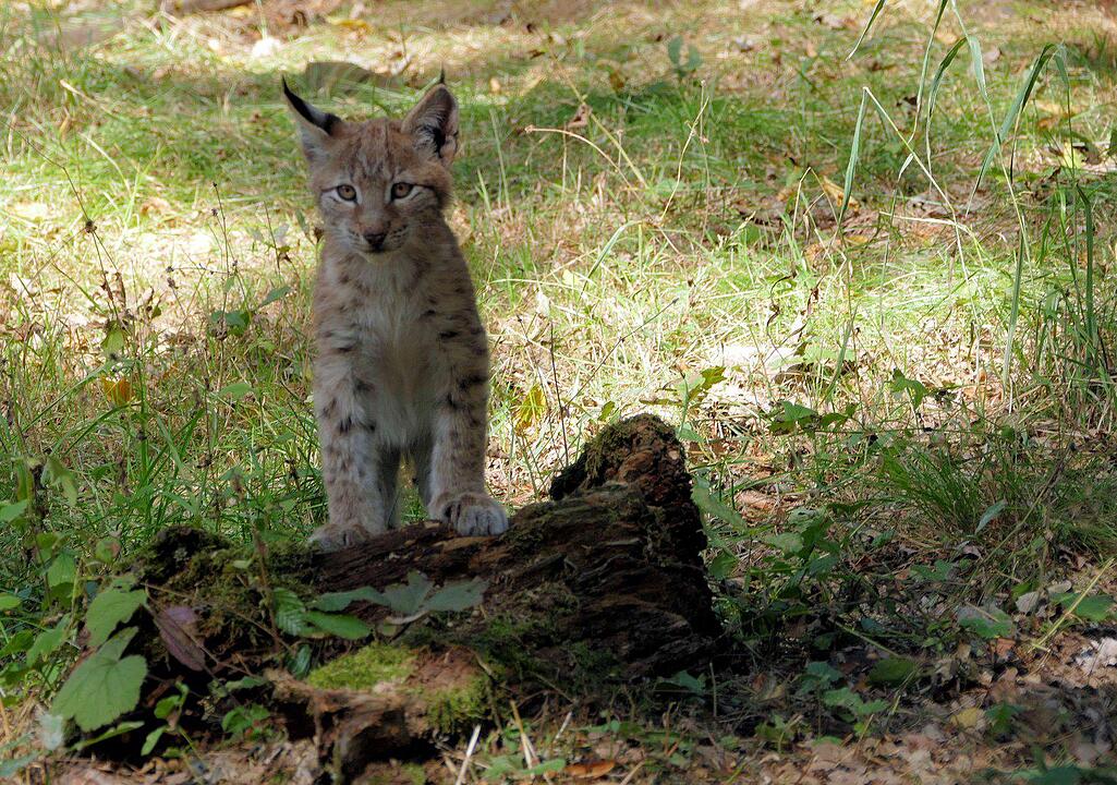 Ein Besuch im Wildtierpark Schloss Tambach. Danke an inFrankenPix-Nutzer herzolife!
