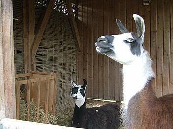 Serafin und Konstantin im Stall, bevor er abbrannte. Archivbild: privat